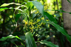 Apostasia odorata
