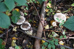 Fungi