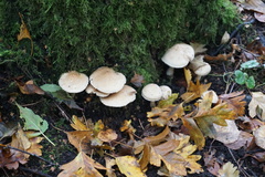 Fungi