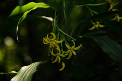 Apostasia odorata