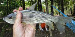 Threespot Leporinus photo 2