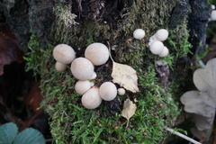 Fungi