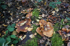 Fungi