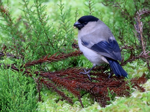 Azores Bullfinch