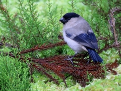 Pyrrhula murina