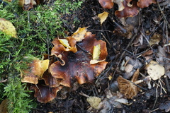 Fungi