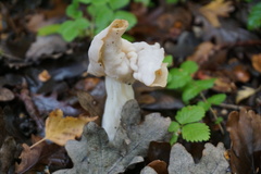 Fungi