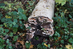 Fungi