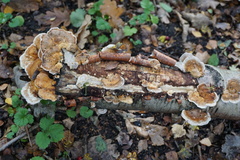 Fungi