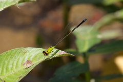 Ischnura capreolus