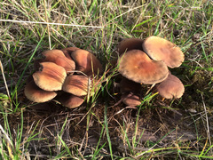 Fungi