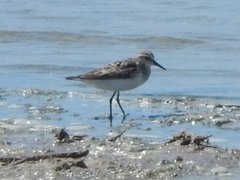 Calidris minuta