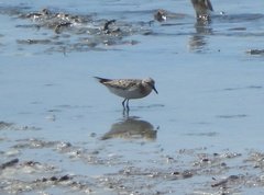 Calidris minuta
