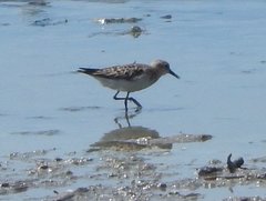 Calidris minuta