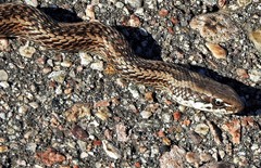 Philodryas psammophidea