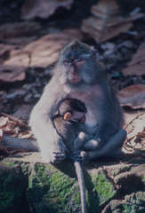 Macaca fascicularis