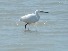 Egretta garzetta