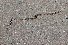 Philodryas psammophidea