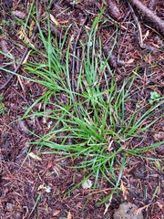 Carex deweyana