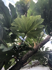 Tetrapanax