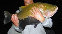 Colossoma macropomum