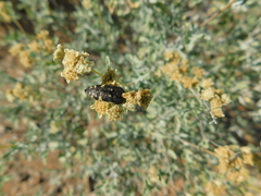 Acmaeodera flavopicta