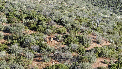 Elk photographed in Nevada