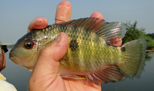 Golden acara (Aequidens viridis) — Cichlidae