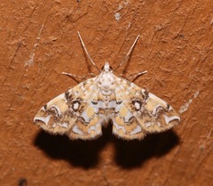 Elophila faulalis