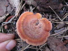 Lactarius peckii