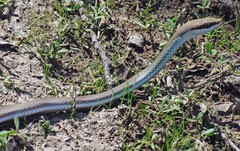 Philodryas mattogrossensis