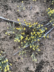 Angianthus tomentosus