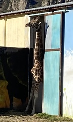 Giraffa