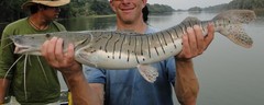 Pseudoplatystoma punctifer