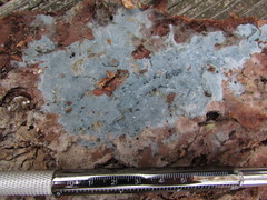 Byssocorticium pulchrum