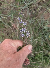 Wahlenbergia subulata