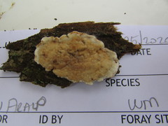 Dacryobolus karstenii