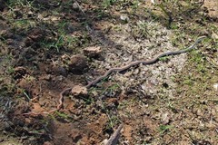 Philodryas mattogrossensis