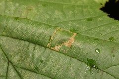 Phyllonorycter nicellii