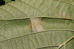 Phyllonorycter nicellii
