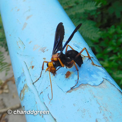 Leptodialepis bipartitus
