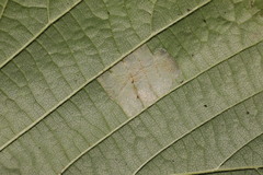 Phyllonorycter nicellii