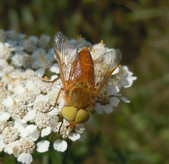 Silvius alpinus