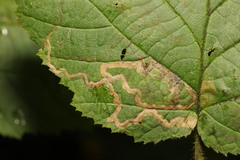Stigmella floslactella