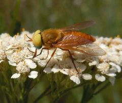 Silvius alpinus