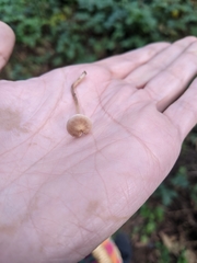 Baeospora
