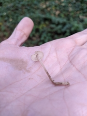 Baeospora