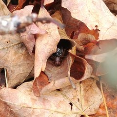 Allonemobius tinnulus