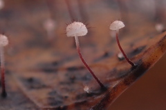 Marasmius hudsonii