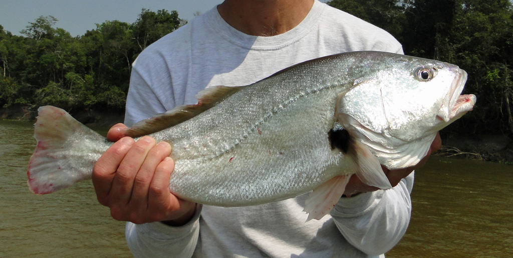 South American Silver Croaker